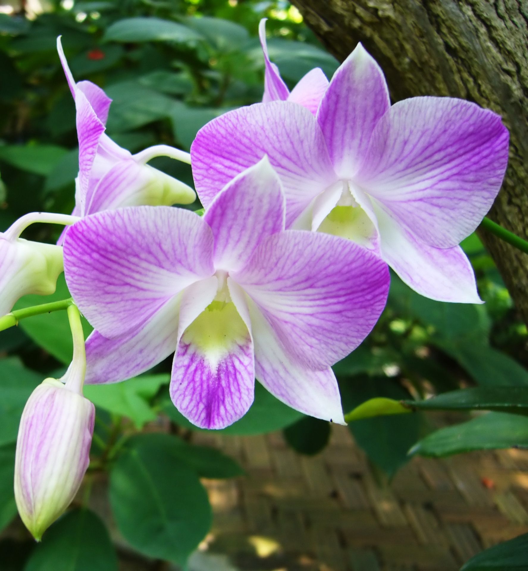22 different types of orchids - garden additions & houseplants