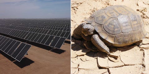 desert solar collection and a tortoise
