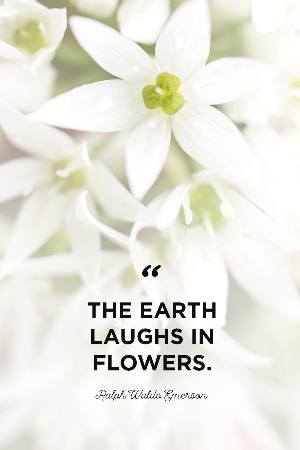 48 Inspirational Flower Quotes Cute Flower Sayings About Life And Love