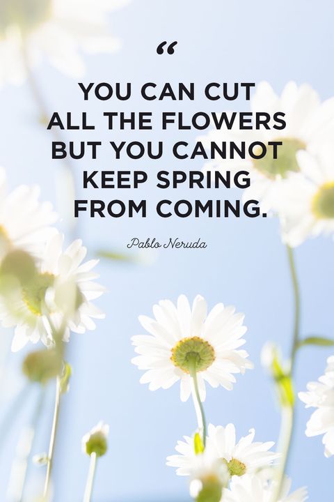 50 Inspirational Flower Quotes - Cute Flower Sayings About Life and Love