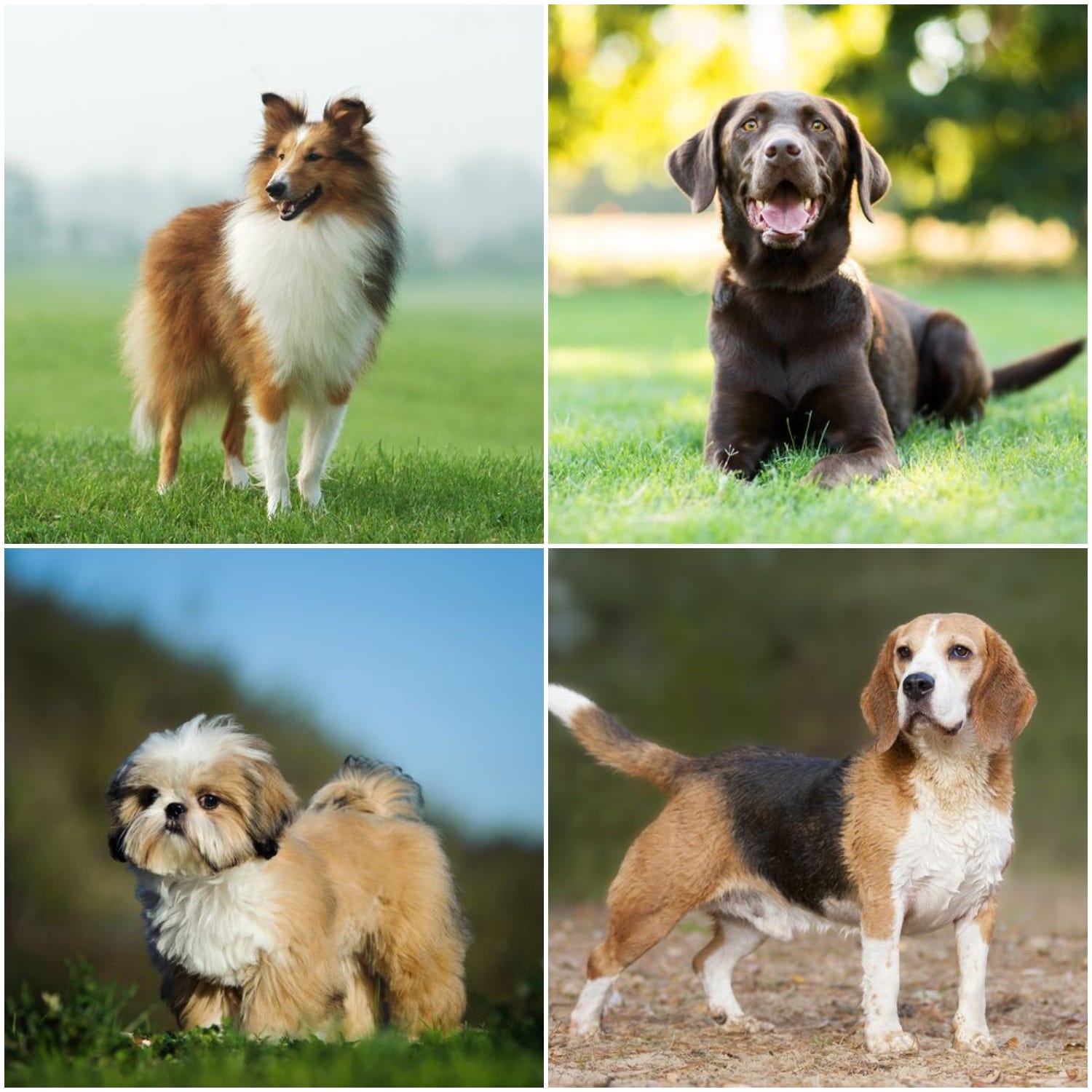 which dog breeds like to dig