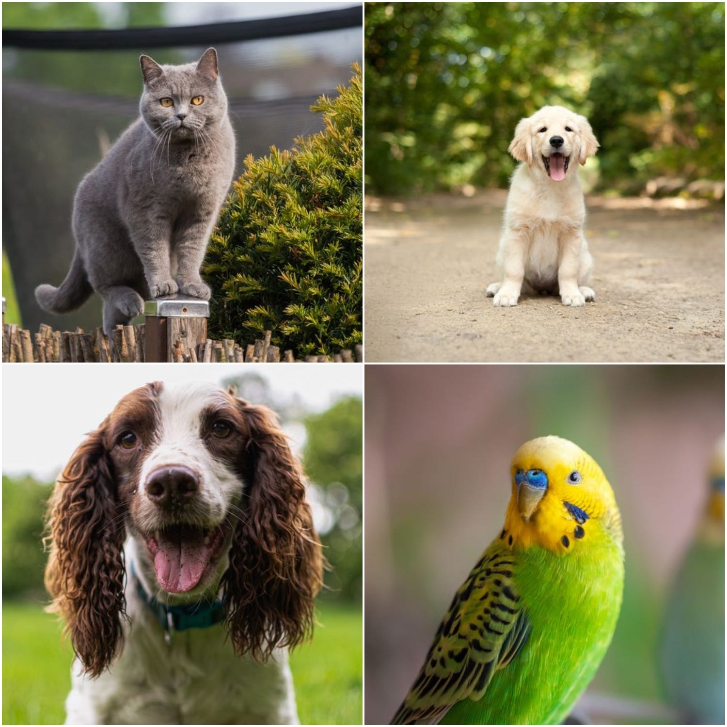 what dog breeds are best suited with cats uk