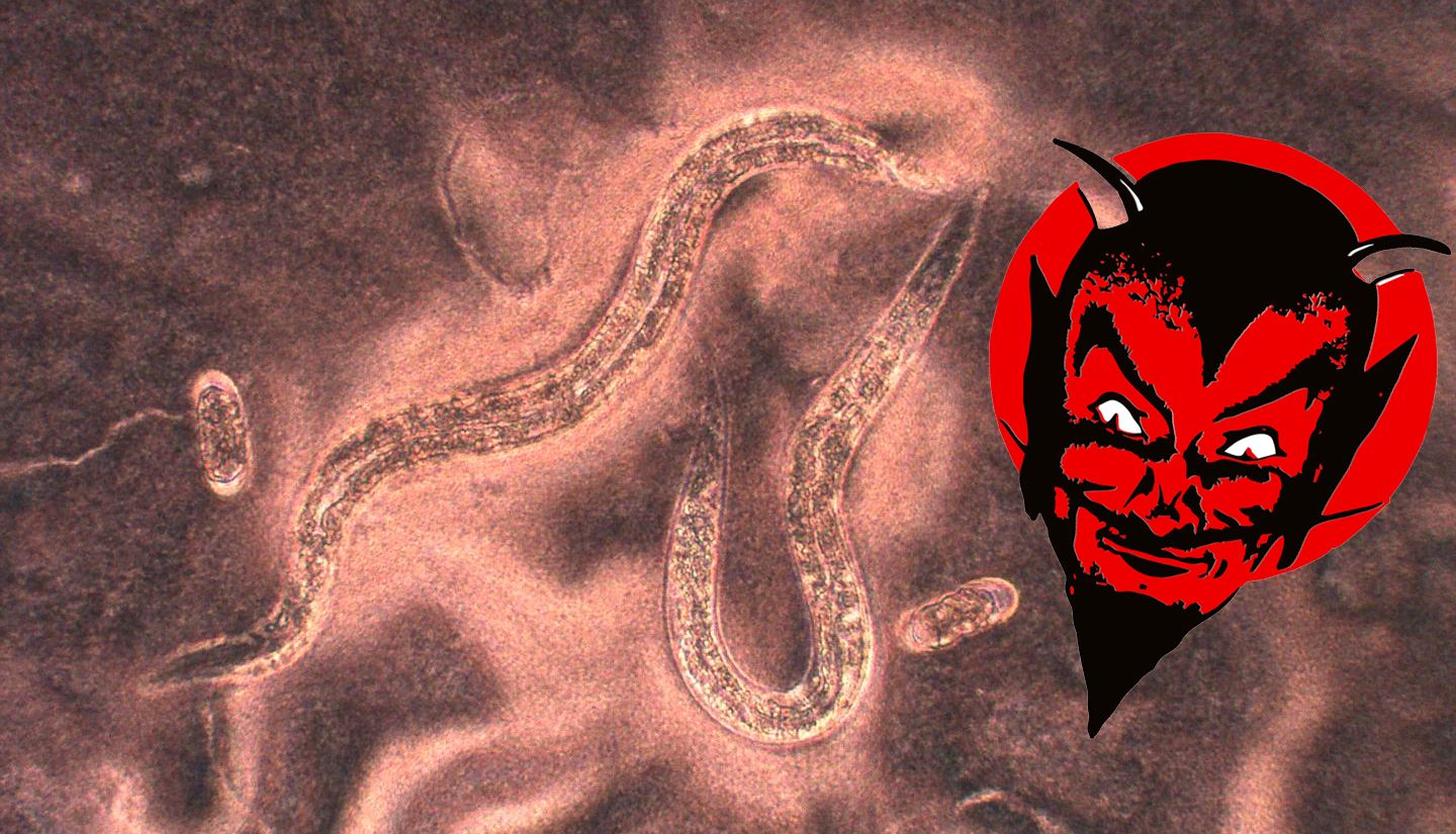 devil daggers triple worm