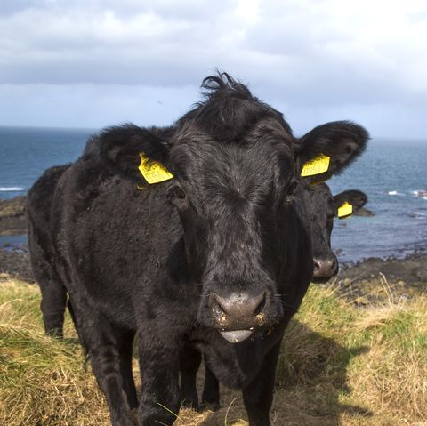 Cows introduced to the Giant's Causeway