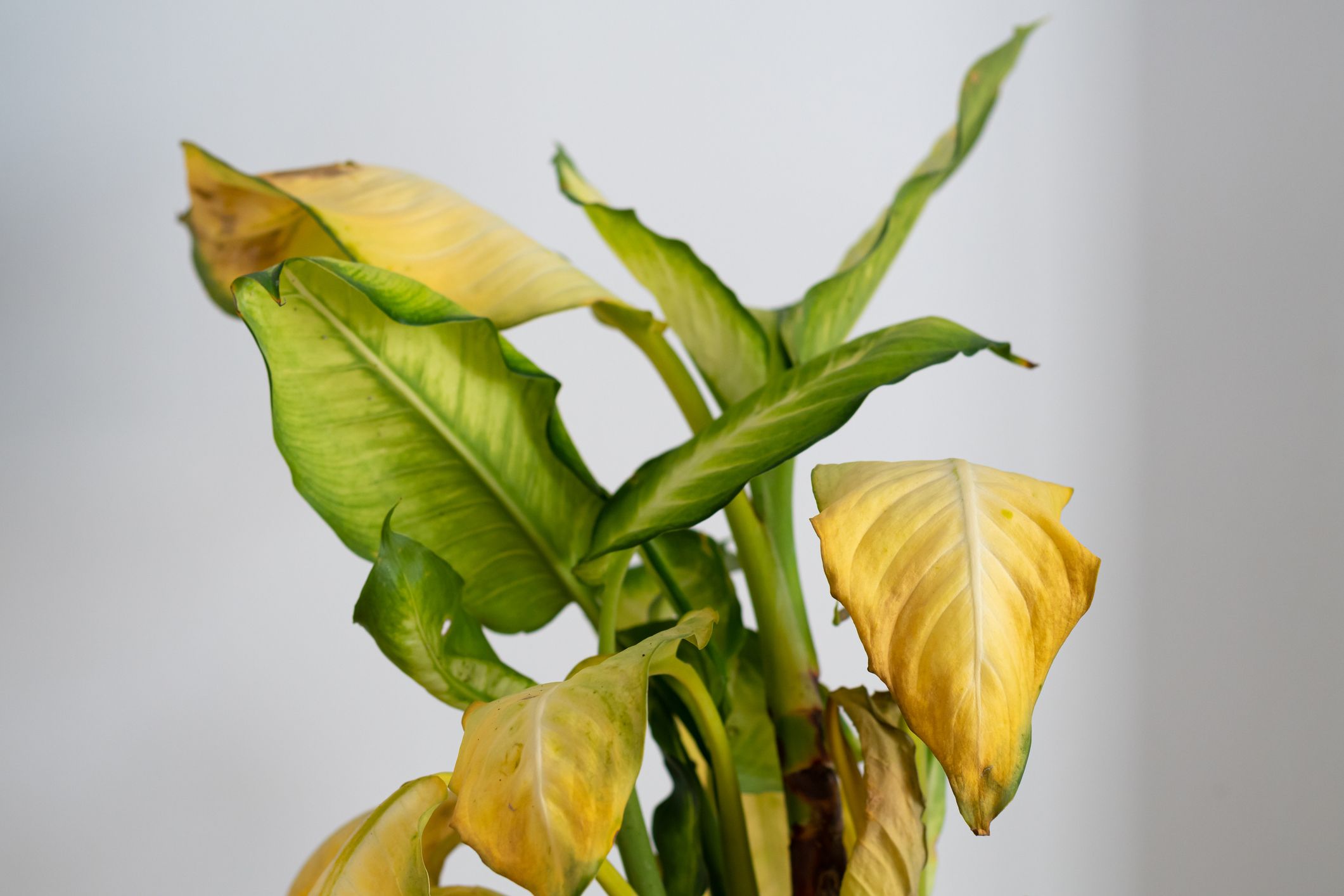 観葉植物 の葉が黄色くなる原因は 対処法も専門家が伝授
