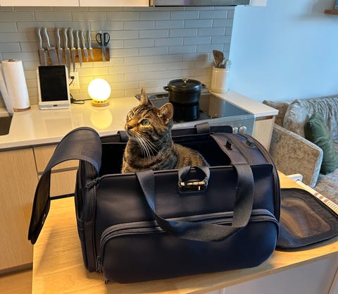 kedi taşıyıcı