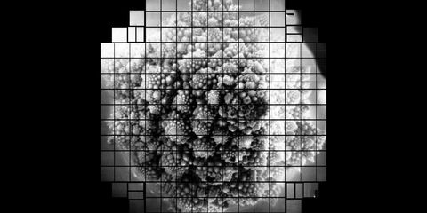 a head of romanesco taken with the lsst camera