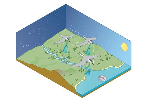 digital illustration of migration navigation of birds including the sun, stars, coastlines, earthÃ�s