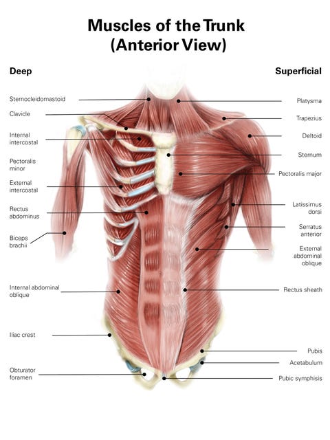 Digital illustration of muscles of the human torso, anterior view. digital illustration of muscles of the human torso anterior view