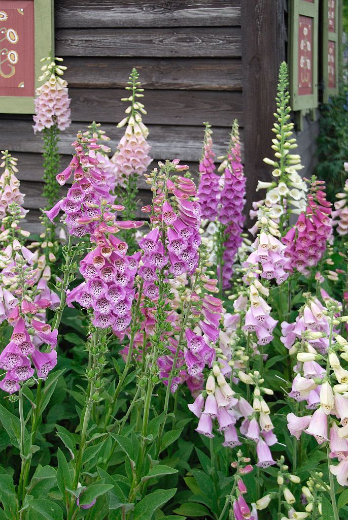 tall plants that like shade