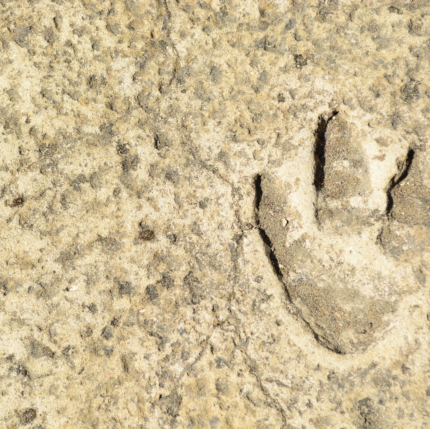 Scientists Found Footprints That Push Humanity's Timeline Back By 40 Million Years