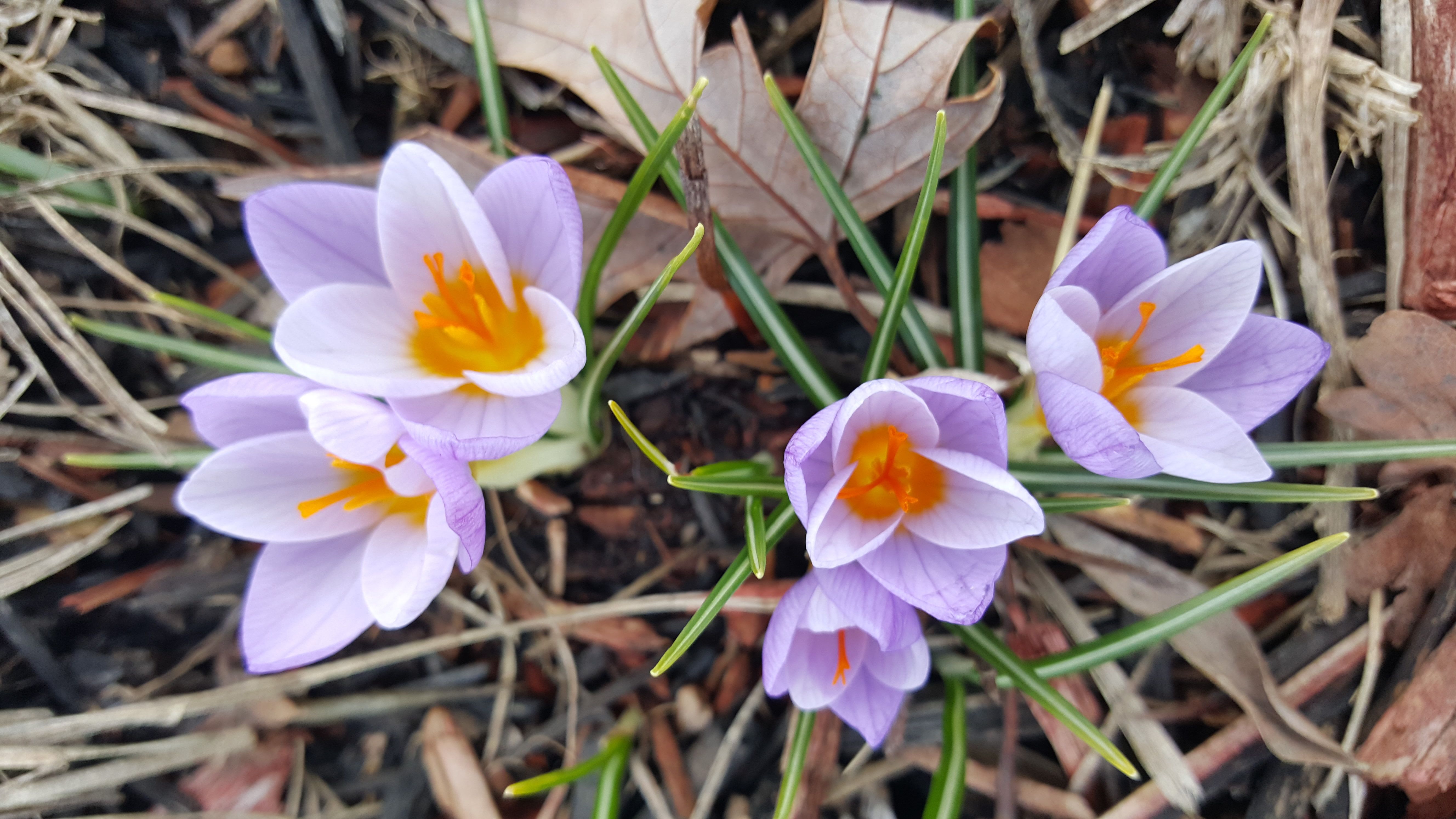 winter flowers