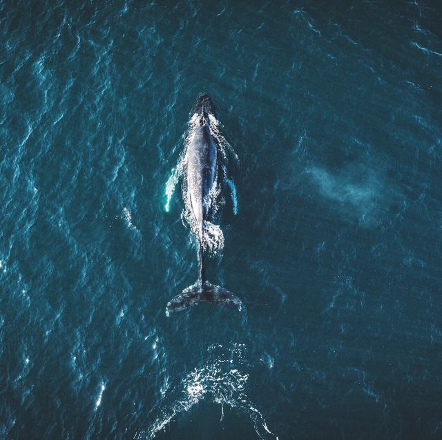 directly above shot of whale in sea