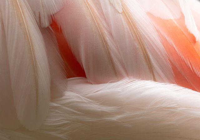 detail of flamingo feathers