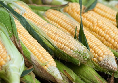 Sweet Corn