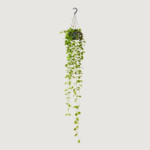 indoor hanging plants: Dischidia nummularia