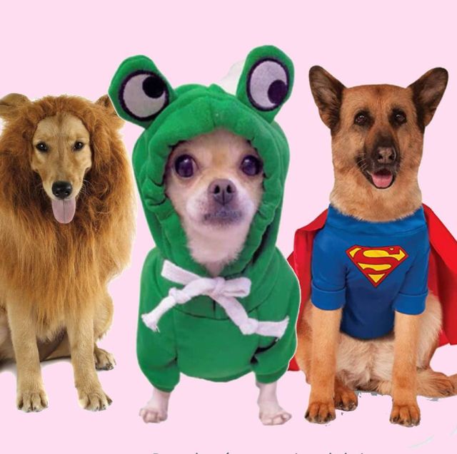 golondrina Realista Cruel 50 disfraces originales para perros por Halloween