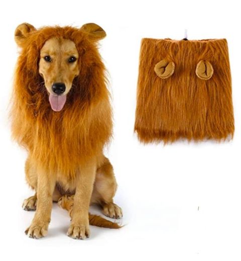 Excremento Mendicidad empujoncito 50 disfraces originales para perros por Halloween