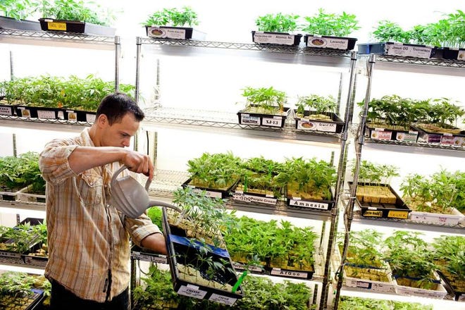 Ryan&#x20;Talerico&#x20;takes&#x20;care&#x20;of&#x20;the&#x20;plants&#x20;at&#x20;Harborside&#x20;Health&#x20;Center&#x20;in&#x20;Oakland.