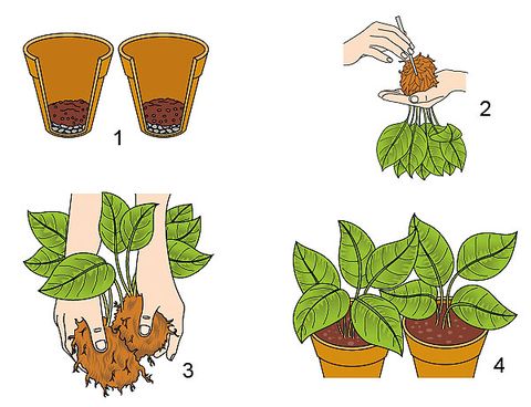 cómo dividir una planta por las raíces
