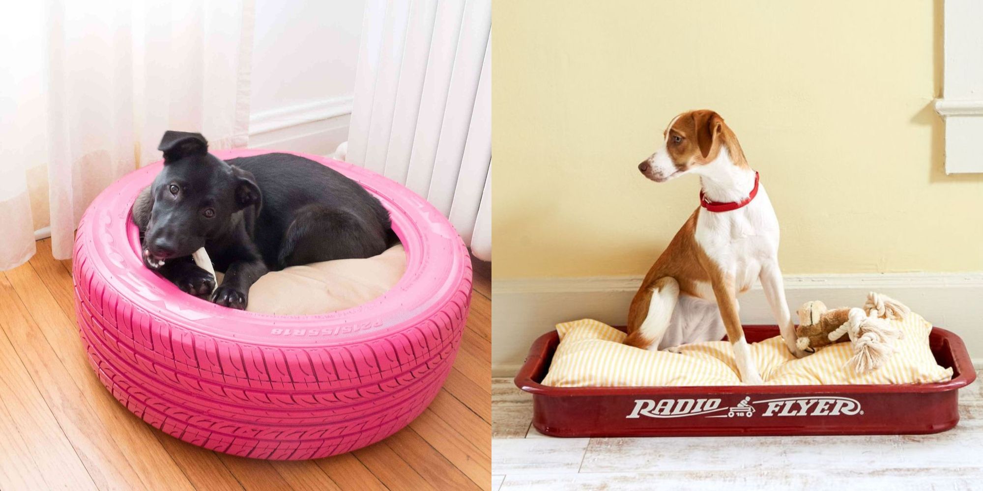 golden retriever pulls puppy off bed