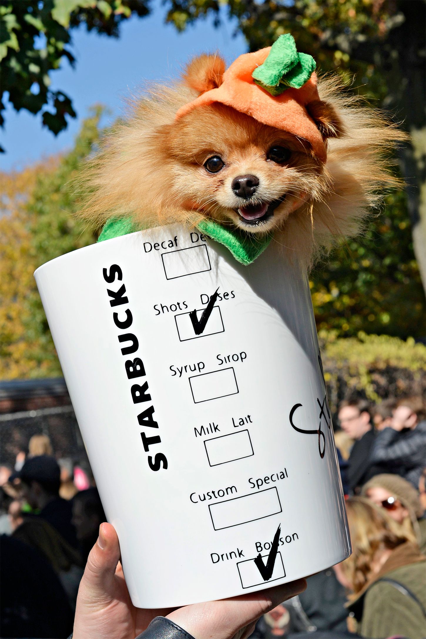 61 Best Dog Costume Ideas Diy Pet Halloween Costumes