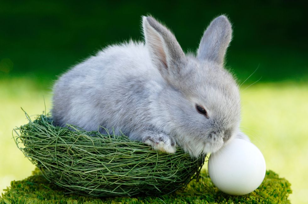 do-bunnies-lay-eggs-why-is-there-an-easter-bunny-if-rabbits-do-not