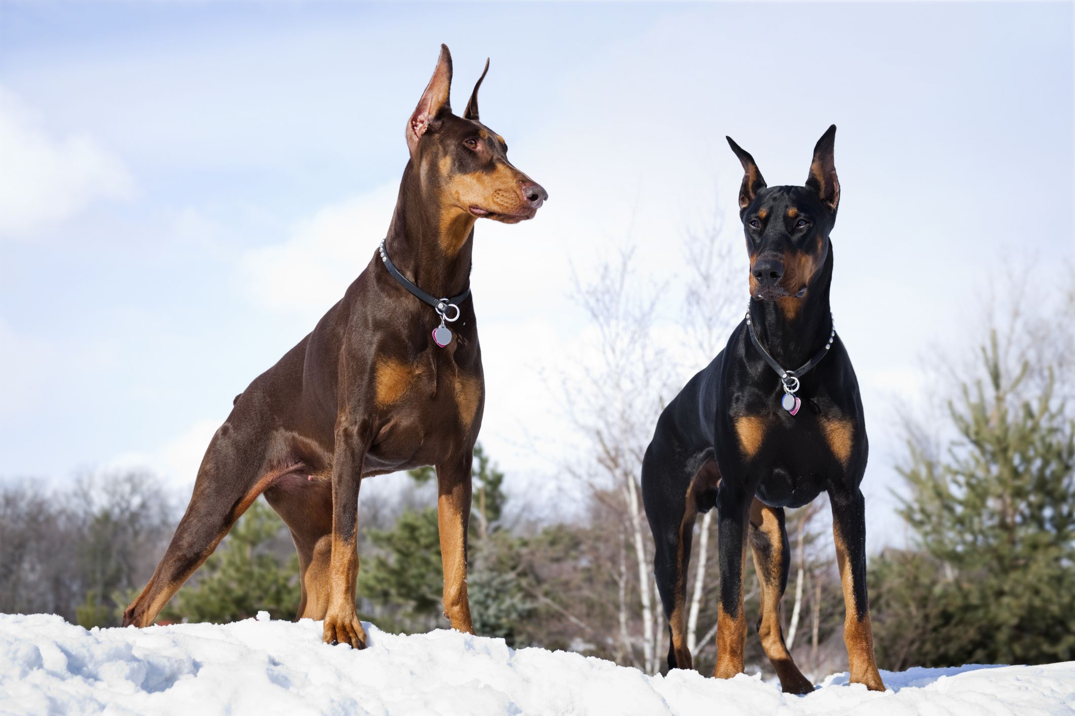 most athletic large dog breeds