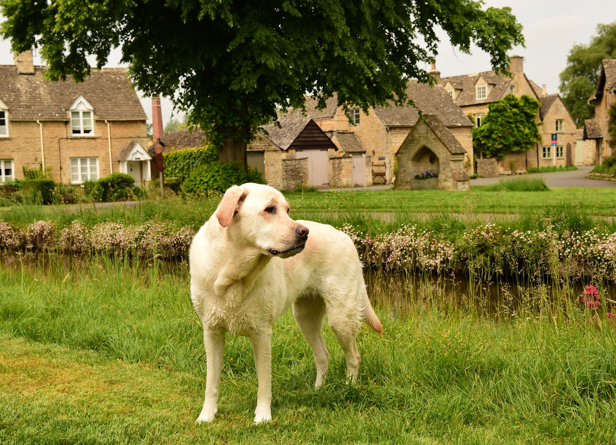 This Dog Friendly Staycation In The Cotswolds Is The Perfect Trip