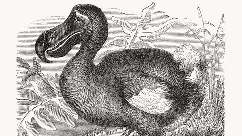 een ets van de dodo uit 1893