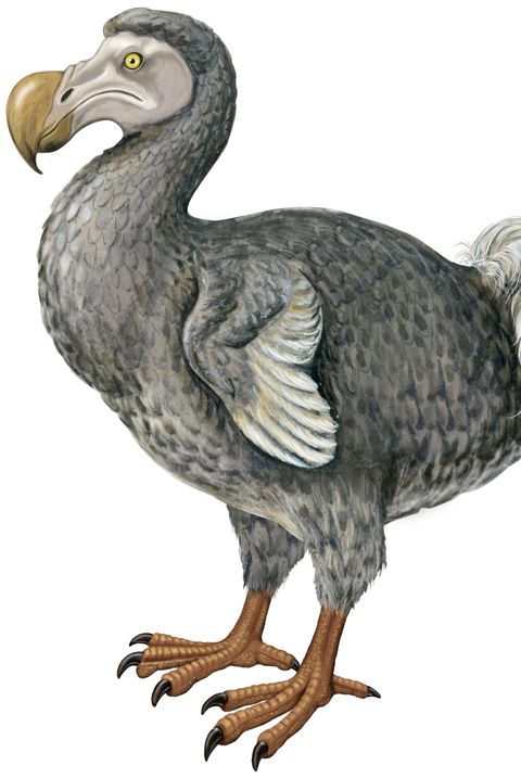 Dodo (Raphus Cucullatus)