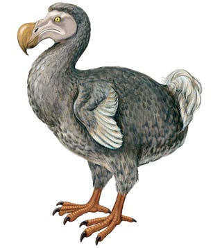 Dodo (Raphus Cucullatus)