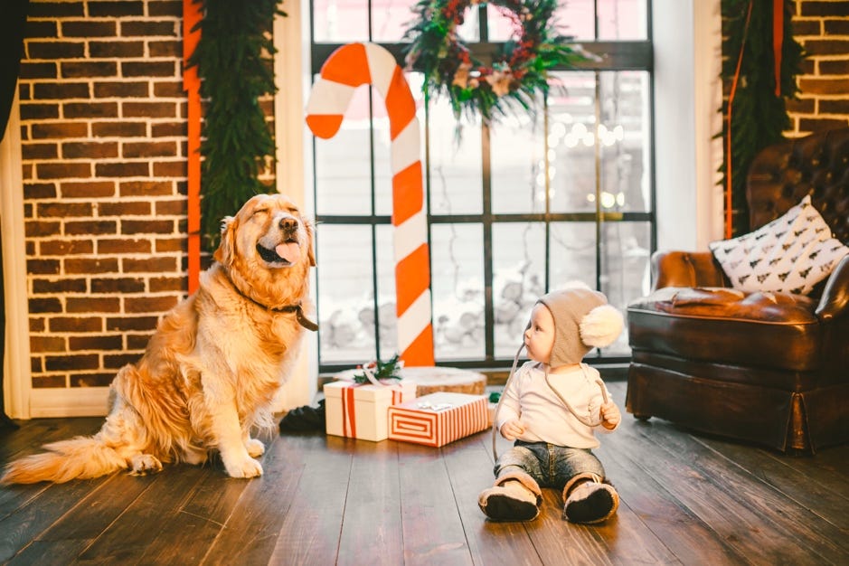 couple christmas card ideas with dog