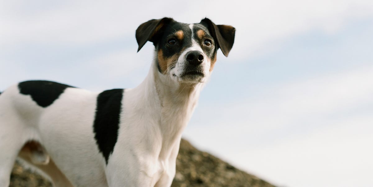 Dogs Will Try To Rescue Their Owners in Distress