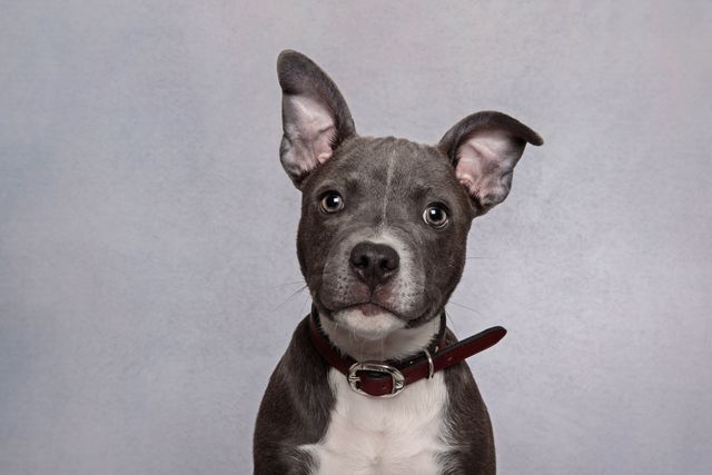 headshot of a staffordshire bull terrier puppy looking at the camera wearing a black collar on a gray background