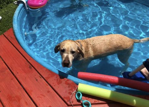 dog in a stock tank pool