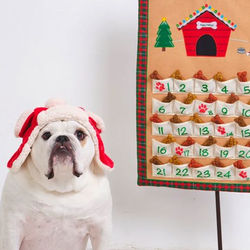 dog advent calendars