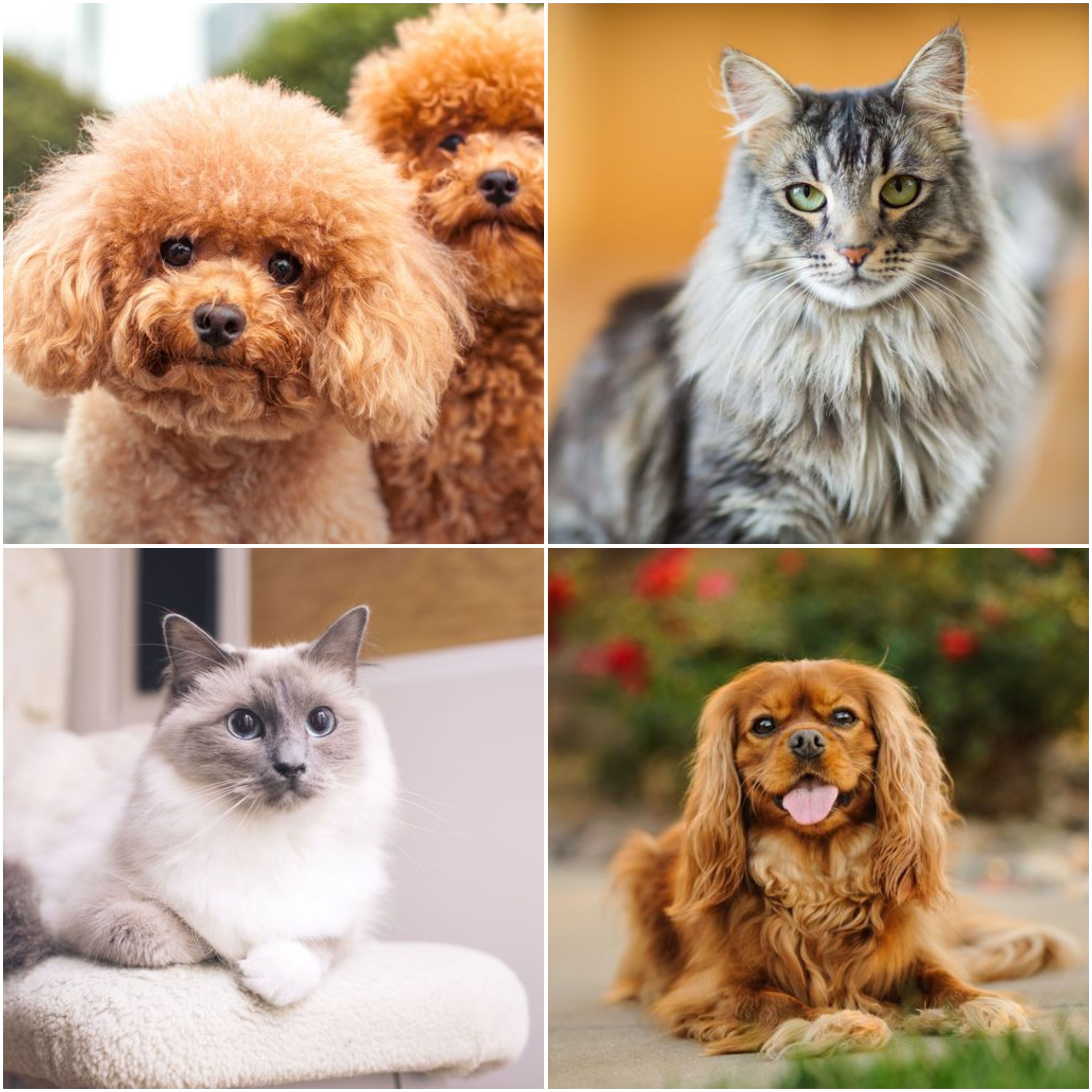what breed of dog can live with cats