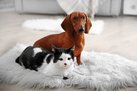 Dog and cat on rug