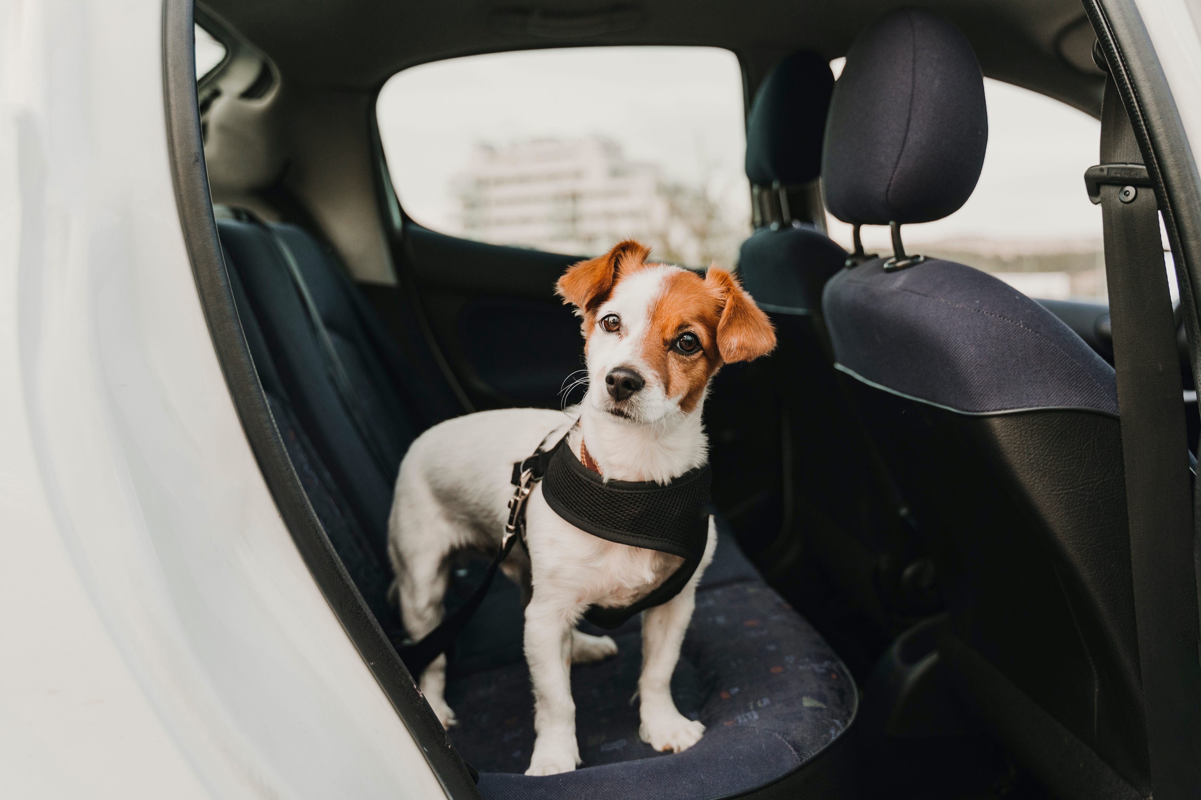 why do dogs get nervous in cars