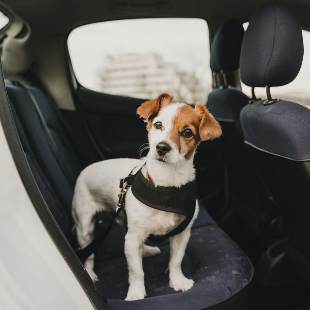 cute small jack russell dog in a car wearing a safe harness and seat belt ready to travel traveling with pets concept