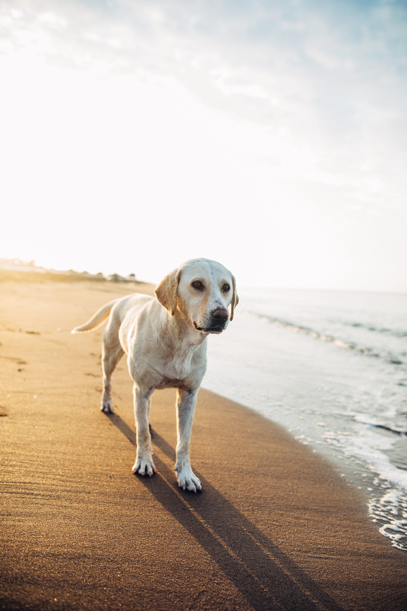 can you walk dogs on hunstanton beach