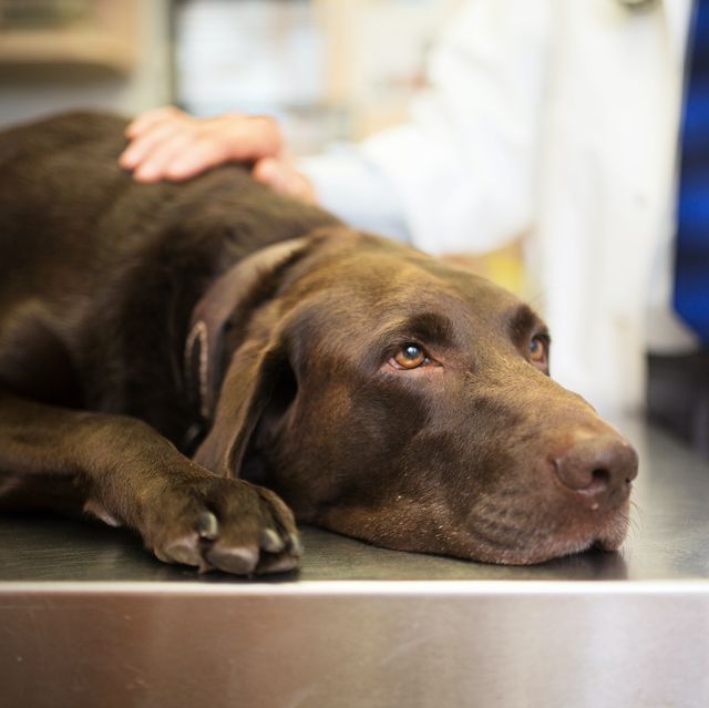 Vets Reveal The Truth About What Our Pets Do In Last Moments