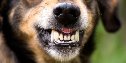 Dog breed, Canidae, Dog, Tooth, Facial expression, Snout, Nose, Organ, Carnivore, Whiskers, 