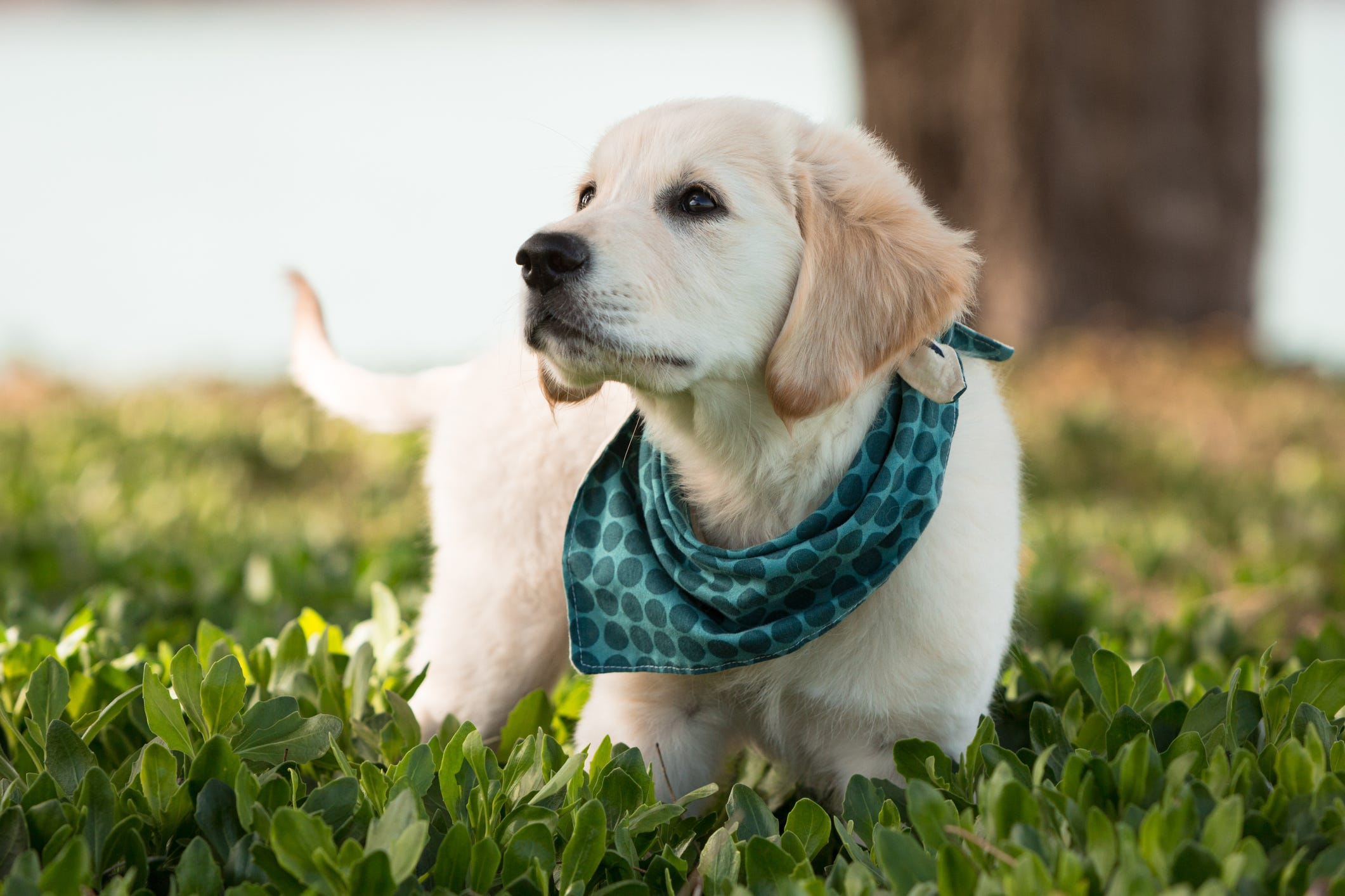 how are dogs supposed to wear bandanas