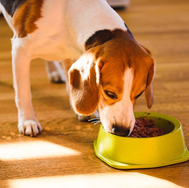 your dog could get paid ﻿﻿£100 a month to review pet food — here's how to apply