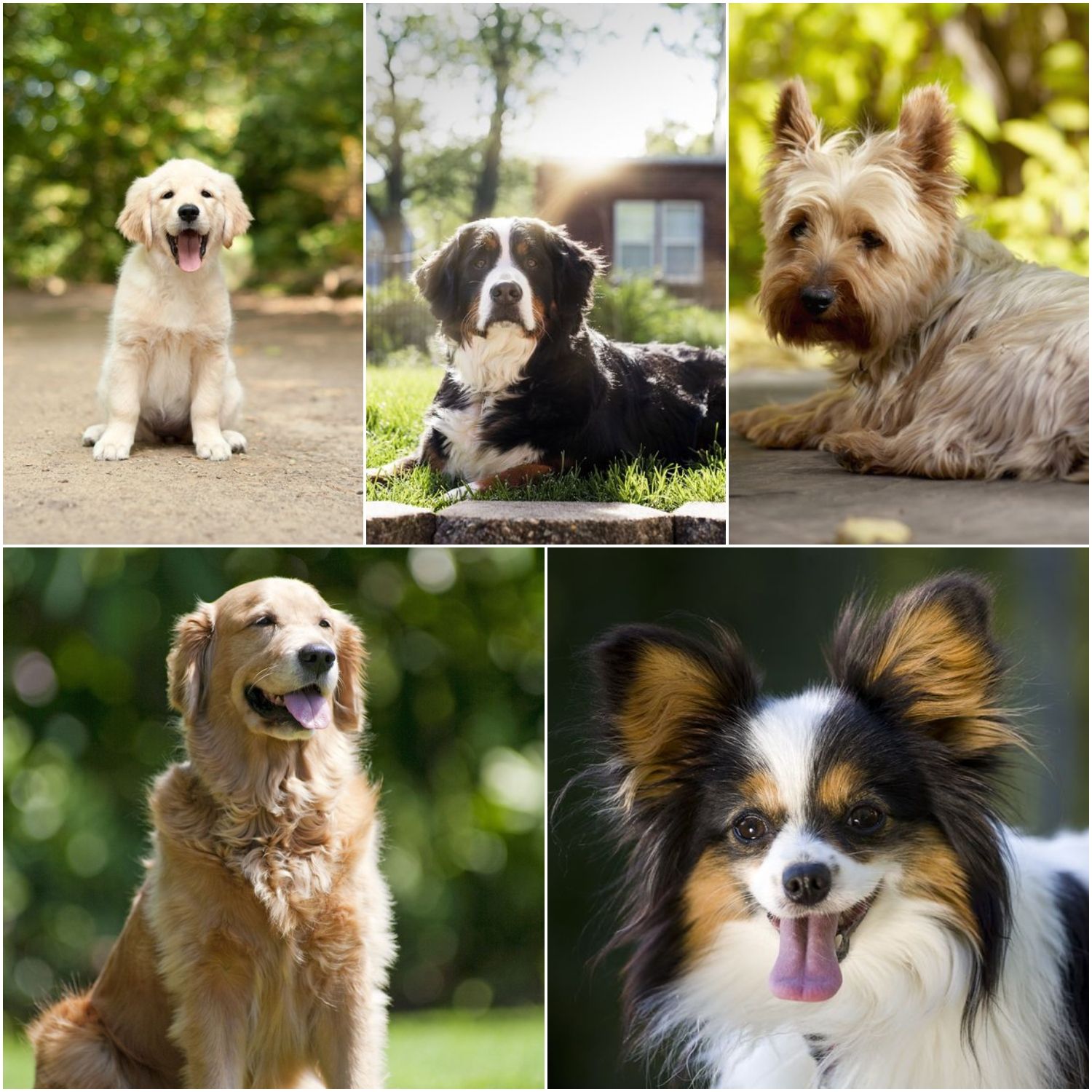 8 Dog Breeds Perfect For First-Time Owners