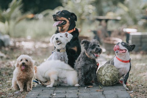  race de chien rottweiler, bouledogue français, caniche jouet, terrier écossais, poméranie à l'extérieur sous la lumière du soleil