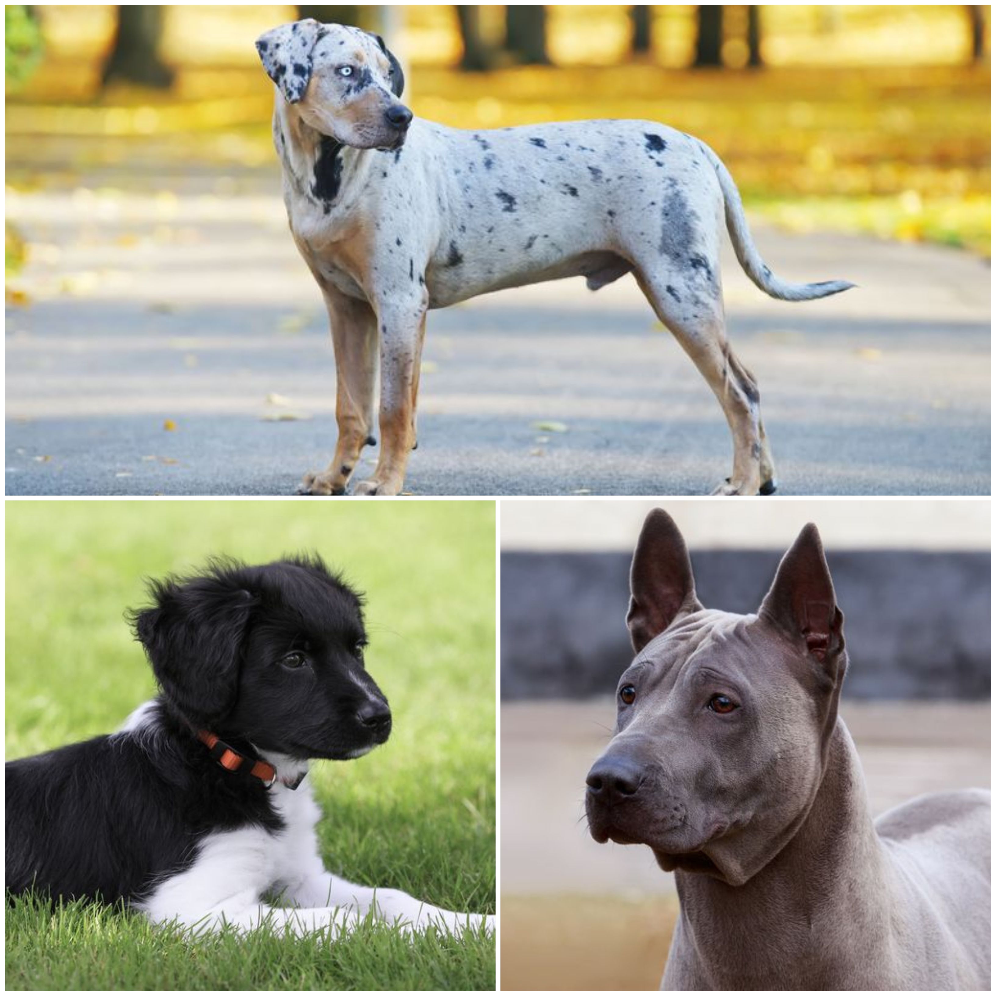 unique dog breeds