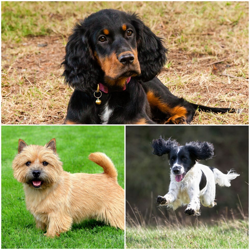 9 Dog Breeds Soaring In Popularity In The UK Kennel Club